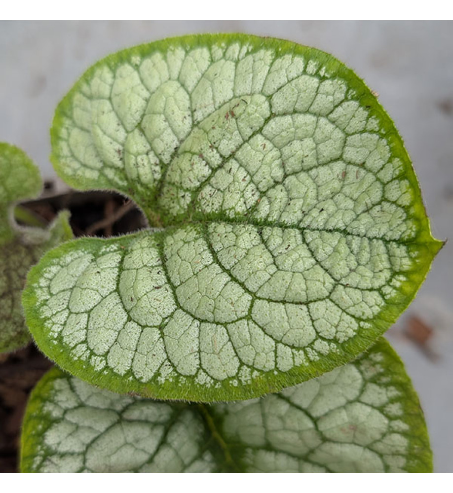 Brunnera macrophylla Silver Heart (1lt)