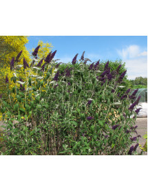 Buddleja davidii Black Knight (7.5lt) Buddleja davidii Black Knight (7.5lt)