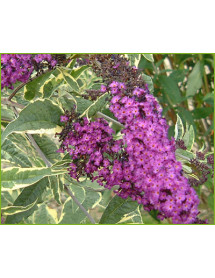 Buddleja davidii Harlequin (7.5lt)