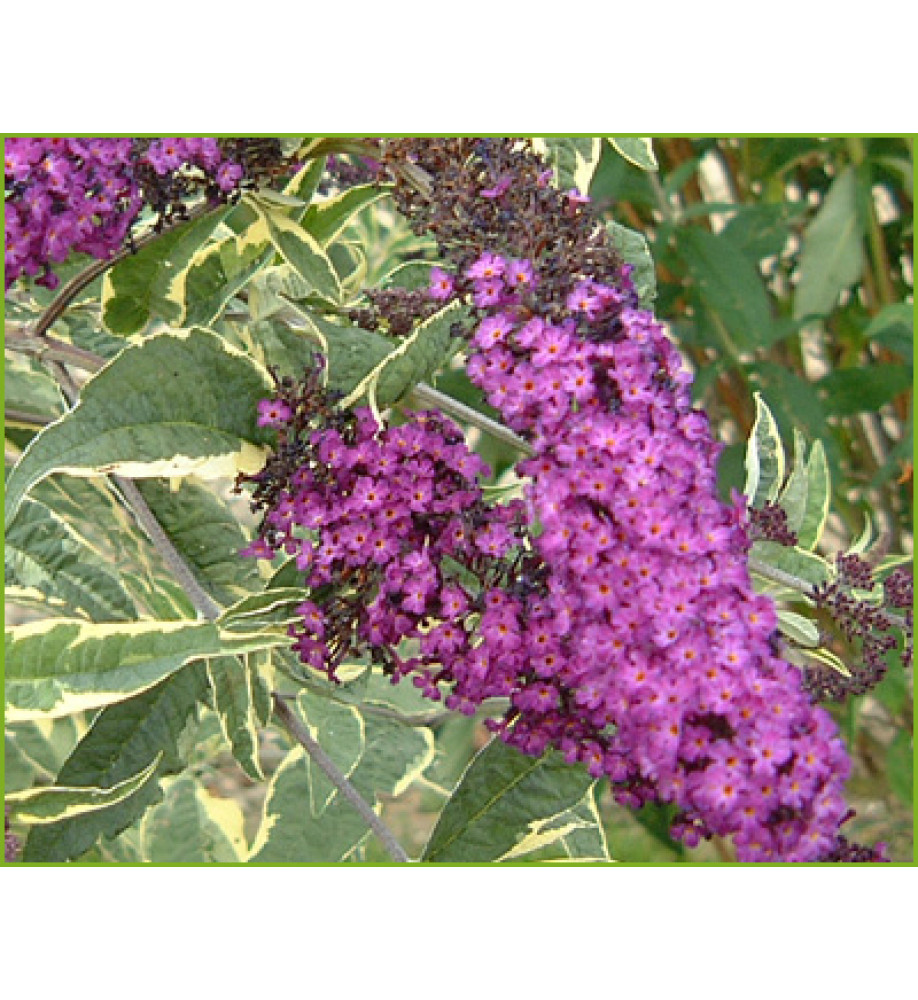 Buddleja davidii Harlequin (7.5lt)