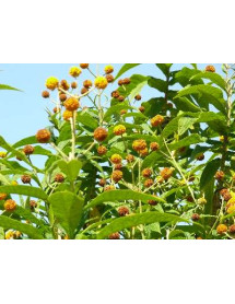 Buddleja globosa (3lt)