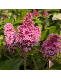 Buddleja davidii Butterfly Candy Little Pink (1.5lt)