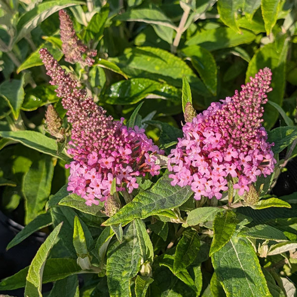Buddleja davidii Butterfly Candy Little Pink (3lt)