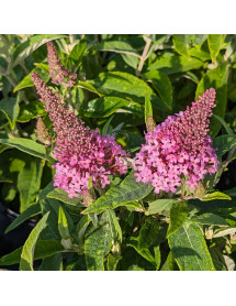 Buddleja davidii Butterfly Candy Little Pink (1.5lt)