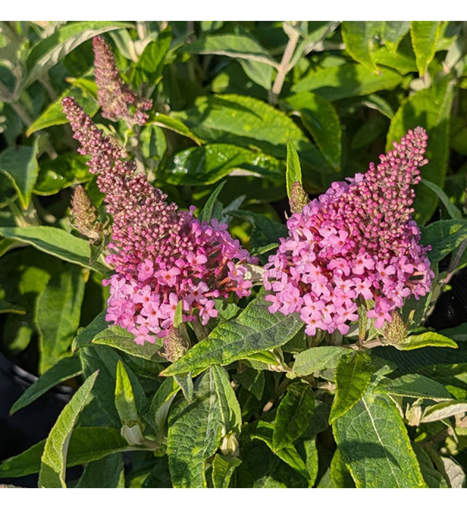 Buddleja davidii Butterfly Candy Little Pink (3lt)