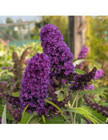 Buddleja davidii Butterfly Candy Little Purple (1.5lt)