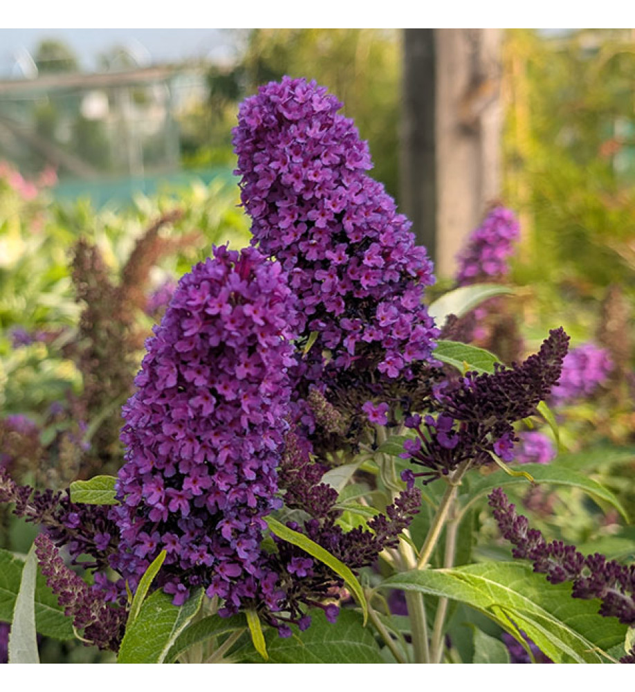 Buddleja davidii Butterfly Candy Little Purple (3lt)
