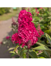 Buddleja davidii Butterfly Candy Little Ruby (1.5lt)