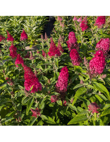 Buddleja davidii Butterfly Candy Little Ruby (1.5lt)
