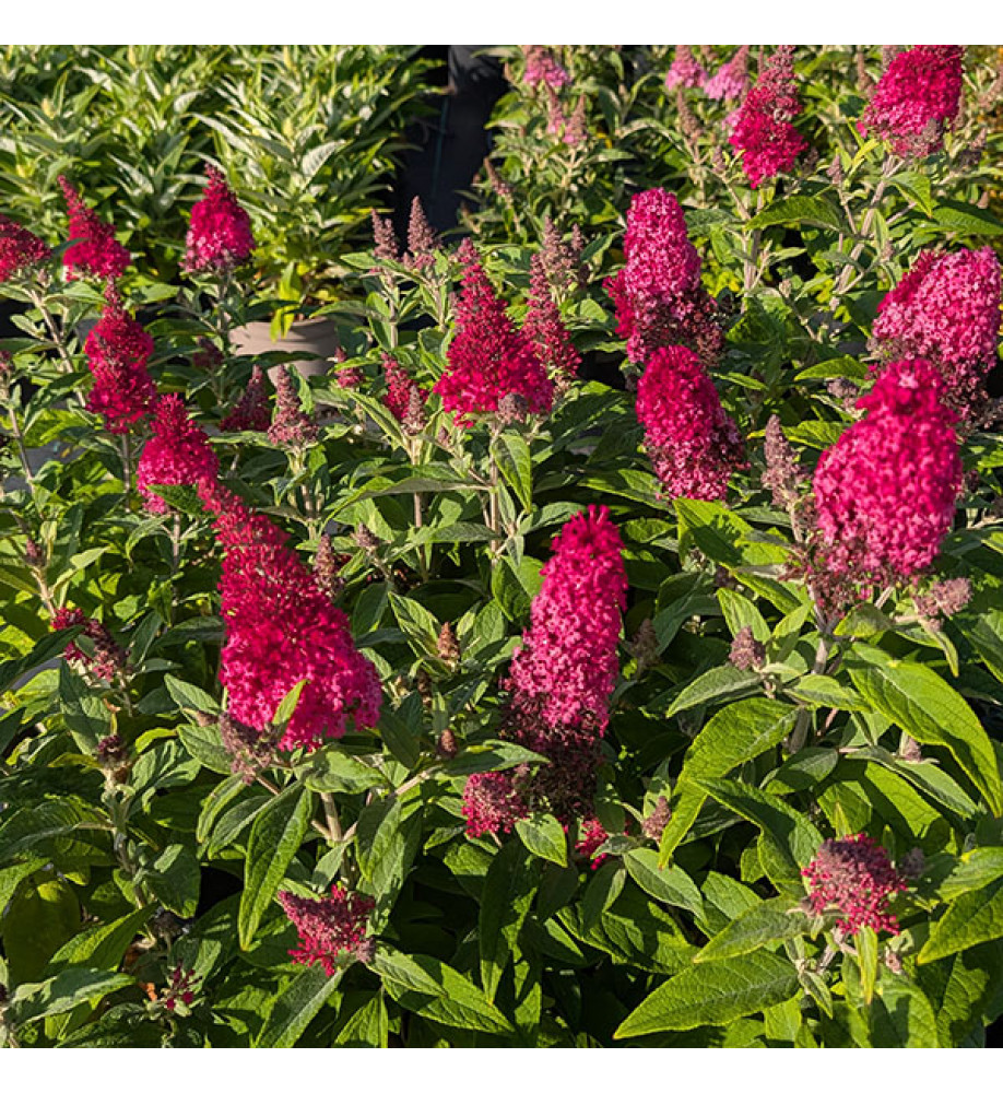 Buddleja davidii Butterfly Candy Little Ruby (3lt)