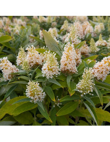 Buddleja davidii Butterfly Candy Little White (1.5lt)
