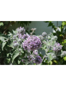 Buddleja crispa var. farreri (15lt)