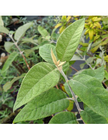 Buddleja crispa var. farreri (15lt)