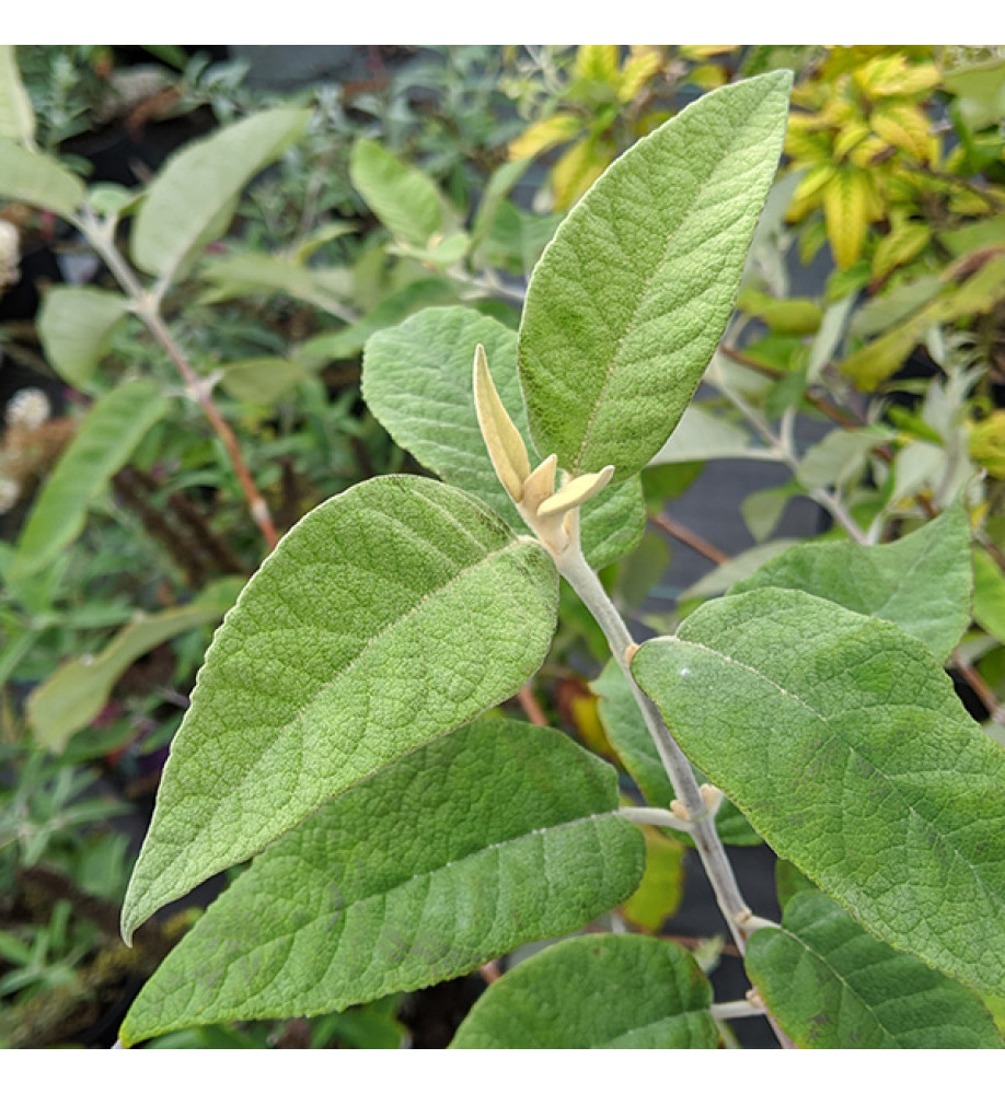 Buddleja crispa var. farreri (15lt)