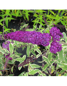 Buddleja davidii Harlequin (7.5lt)