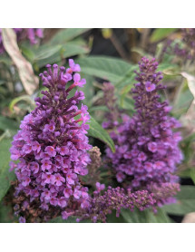 Buddleja davidii Butterfly Candy Little Lila (3lt)