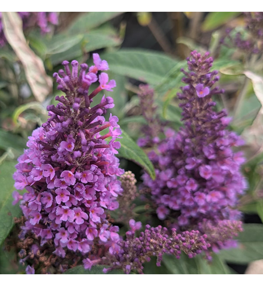 Buddleja davidii Butterfly Candy Little Lila (3lt)