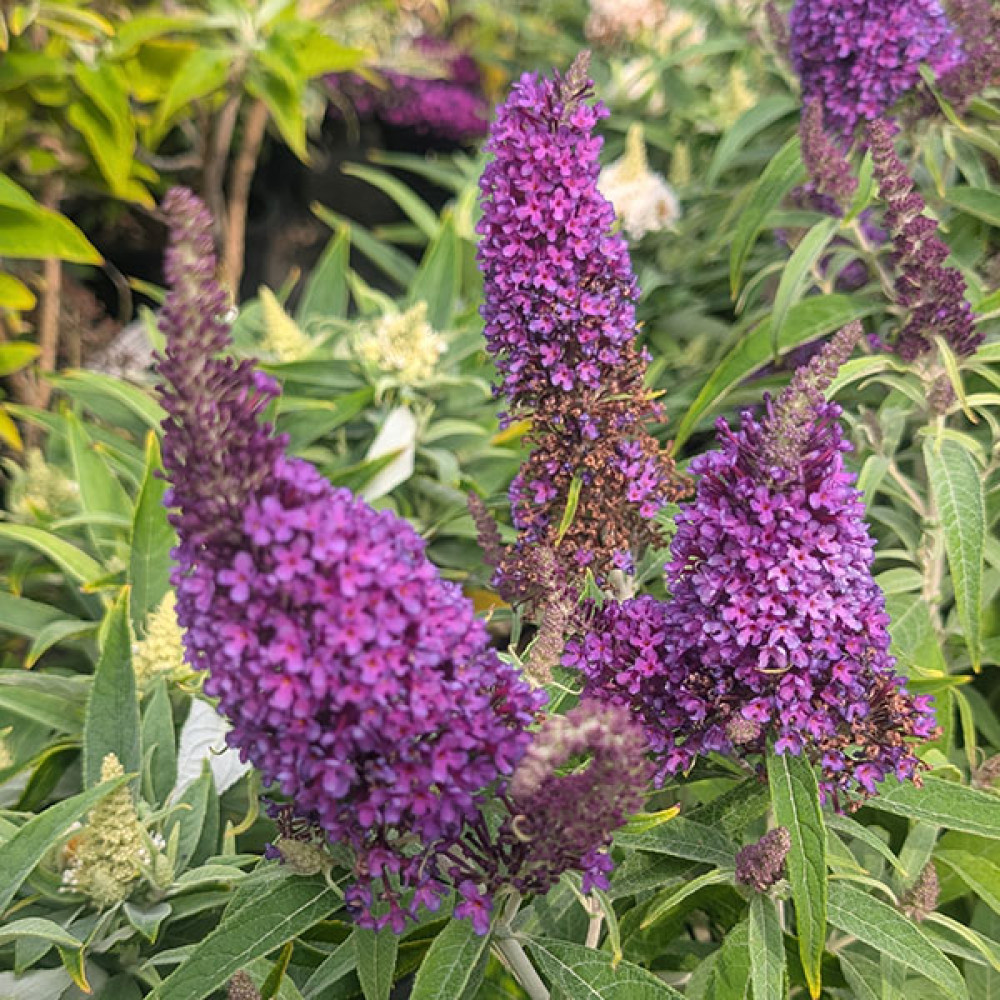 Buddleja davidii Butterfly Candy Little Sweetheart (3lt)