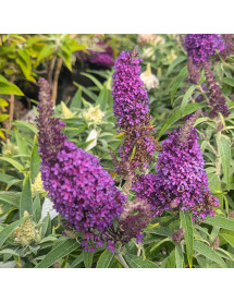 Buddleja davidii Butterfly Candy Little Sweetheart (3lt)