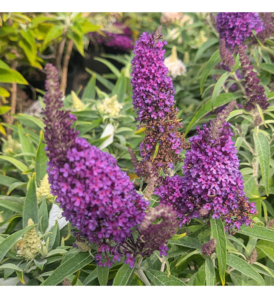 Buddleja davidii Butterfly Candy Little Sweetheart (3lt)