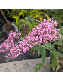 Buddleja davidii Pink Cascade (3lt)