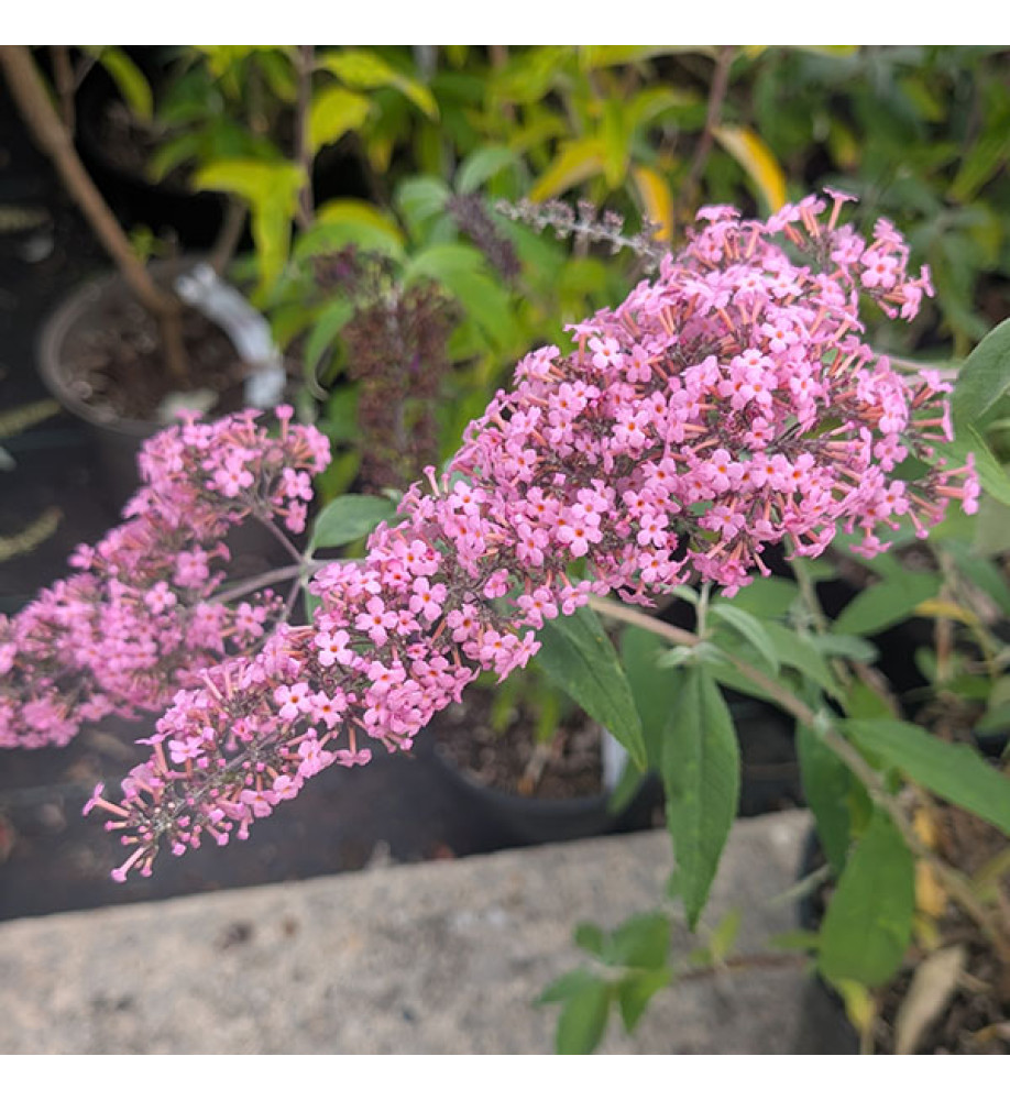 Buddleja davidii Pink Cascade (7.5lt)
