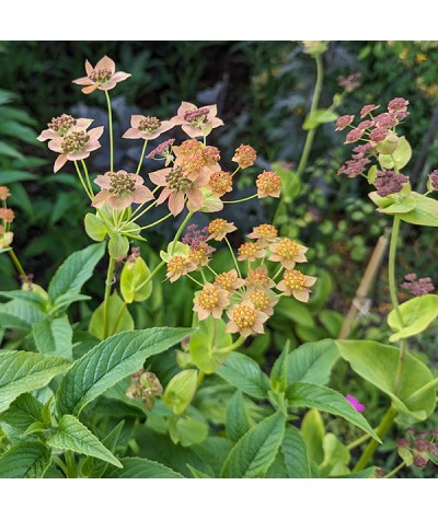 Bupleurum longifolium Bronze Beauty (1lt)