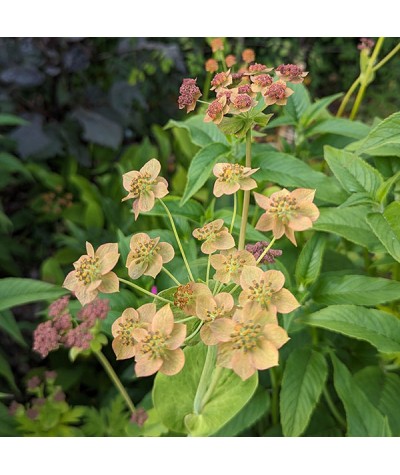 Bupleurum longifolium Bronze Beauty (1lt)