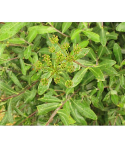 Bupleurum fruticosum (1.5lt)