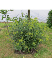 Bupleurum fruticosum (35lt)
