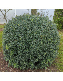 Bupleurum fruticosum (35lt)