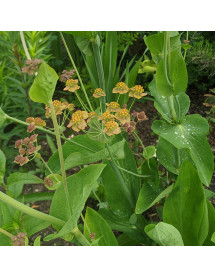 Bupleurum longifolium Bronze Beauty (1lt)