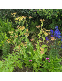 Bupleurum longifolium Bronze Beauty (1lt)