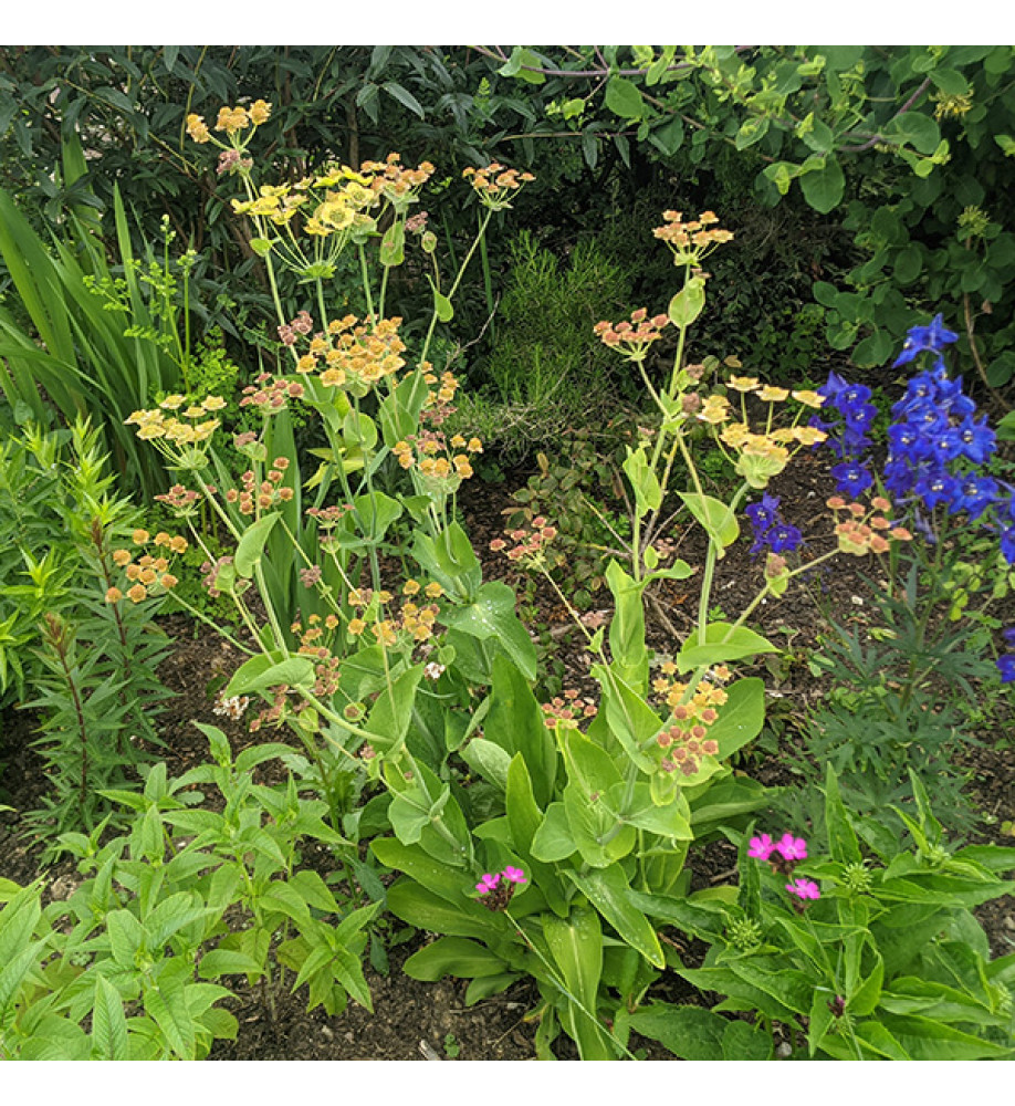 Bupleurum longifolium Bronze Beauty (1lt)