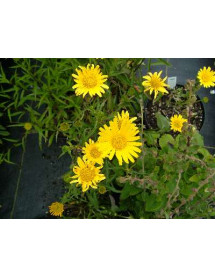 Buphthalmum salicifolium (1lt)