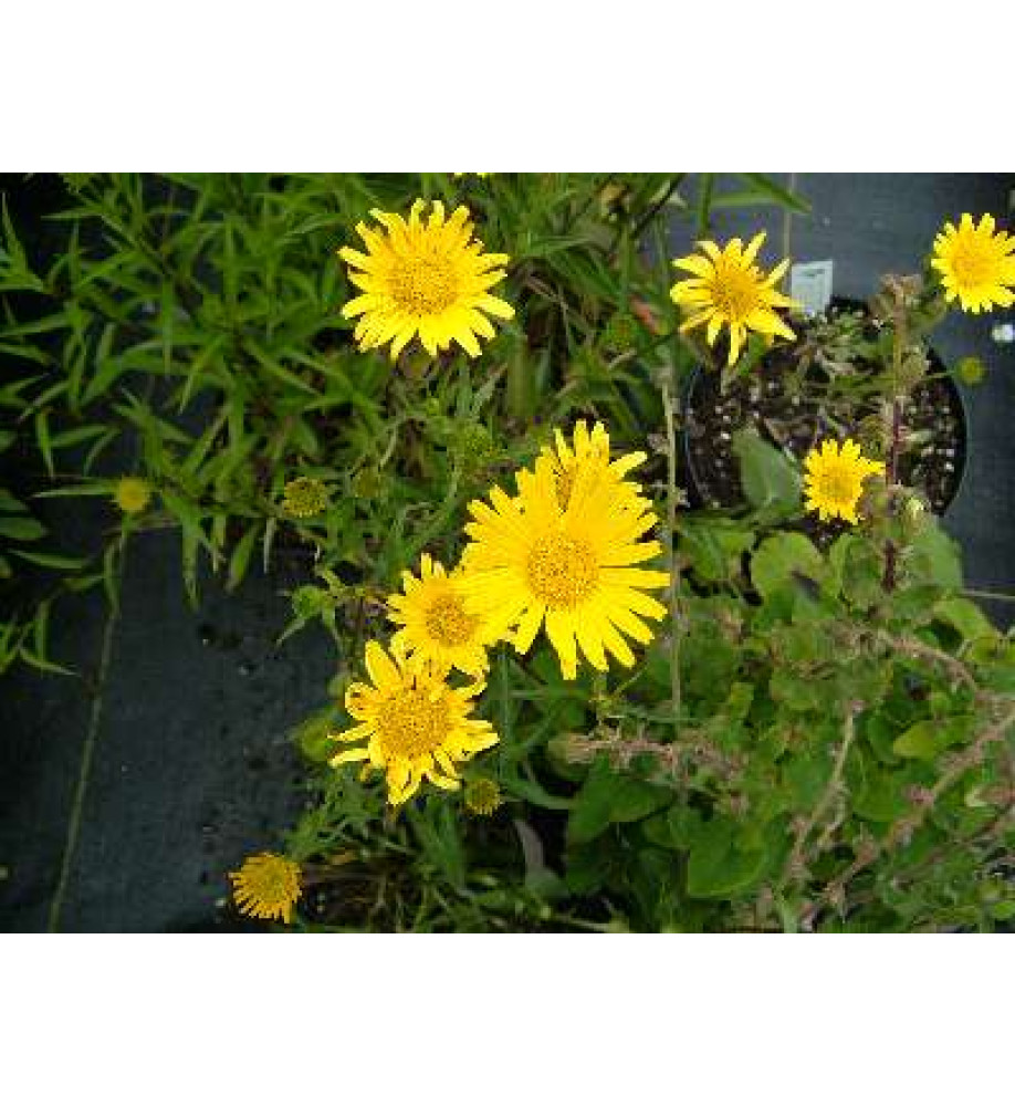 Buphthalmum salicifolium (1lt)