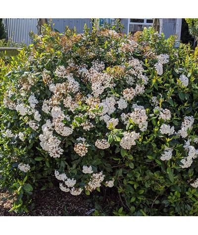 Viburnum tinus Spirit (Anvi) (5lt)