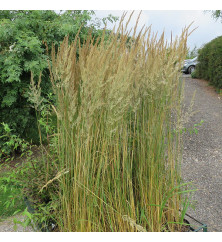 Calamagrostis x acutiflora Overdam (0.8lt)