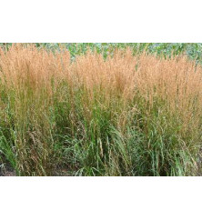 Calamagrostis x acutiflora Karl Foerster (1.5lt)