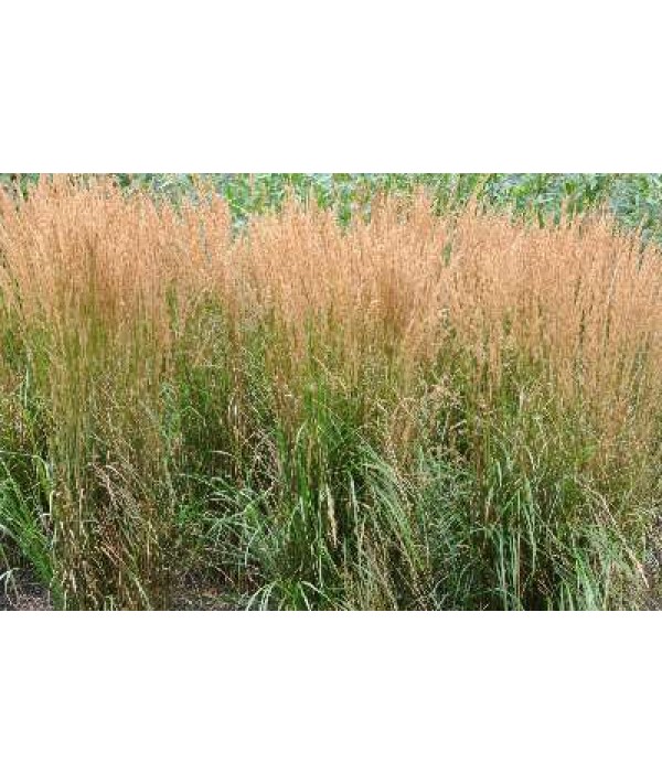 Calamagrostis x acutiflora Karl Foerster (1.5lt)