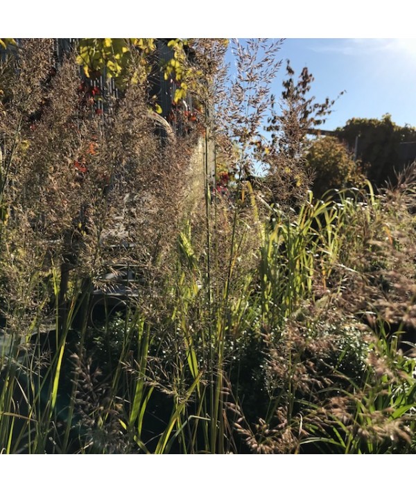 Calamagrostis brachytricha (1.5lt) Calamagrostis brachytricha (1.5lt)