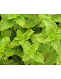 Calamintha nepeta nepeta Blue Cloud (2lt)