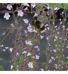 Calamintha nepeta nepeta Blue Cloud (1lt)