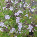 Calamintha nepeta nepeta Blue Cloud (1lt)