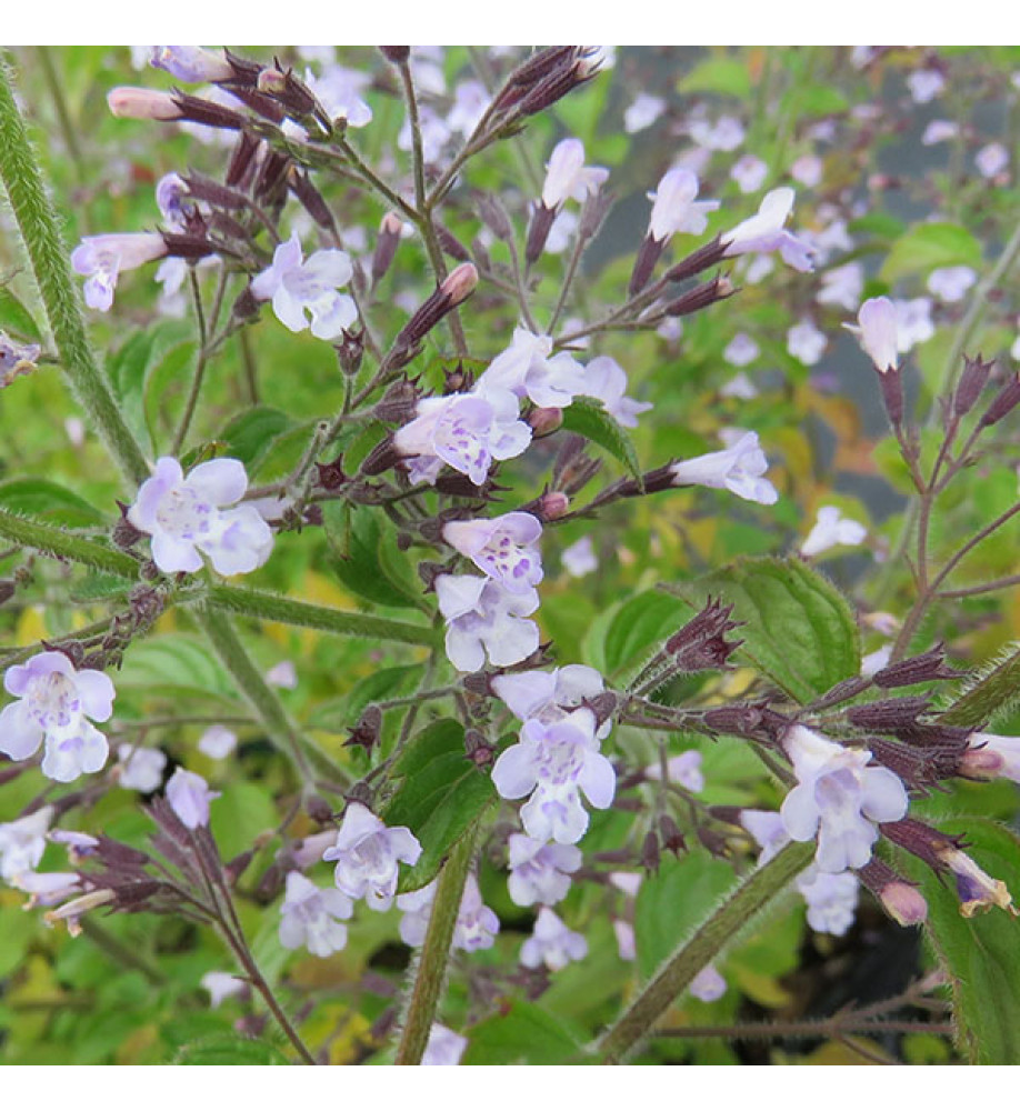 Calamintha nepeta nepeta Blue Cloud (1lt)