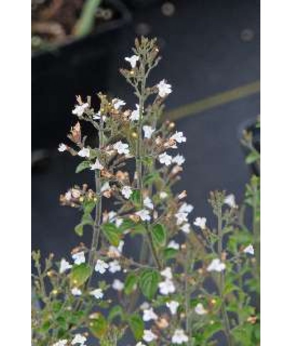 Calamintha nepeta glandulosa White Cloud (1lt) Calamintha nepeta glandulosa White Cloud (1lt)