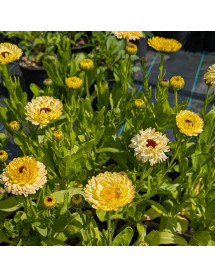 Calendula officionalis Snow Princess Seedlings (1lt)
