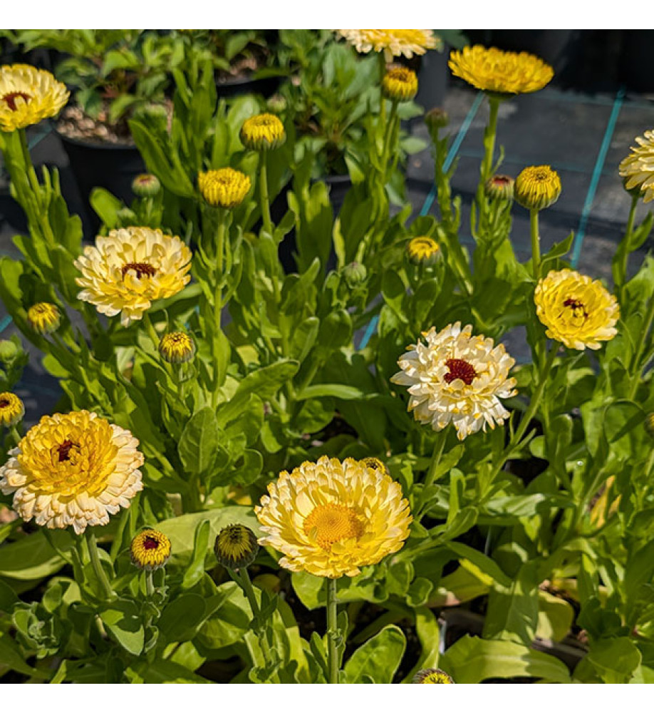 Calendula officionalis Snow Princess Seedlings (1lt)