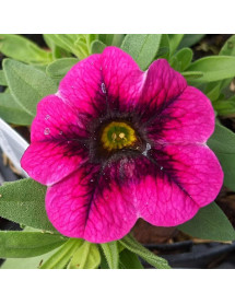 Calibrachoa superbells Blackcurrant Punch (9cm)