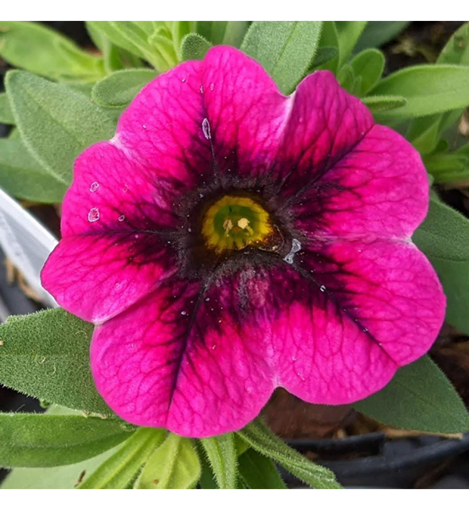 Calibrachoa superbells Blackcurrant Punch (9cm)